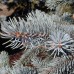 Picea pungens Super Blue 