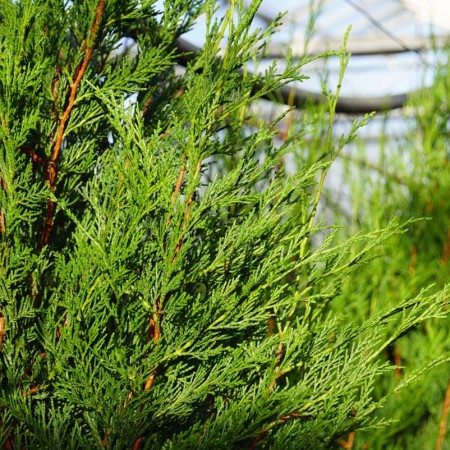 Cupressocyparis l. 'Tweeduizendéén'