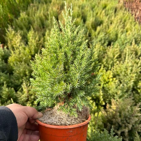 Юниперус Стрикта (Juniperus chinensis Stricta / 30 см)