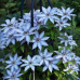 Клематис 'Blue Angel'