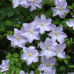 Клематис 'Blue Angel'