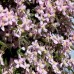 Клематис 'Fragrant Spring'