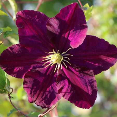 Клематис 'Warszawska Nike'