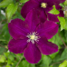 Клематис 'Warszawska Nike'
