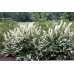 Spirea сорт "Snowmound"