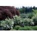 Spirea сорт "Snowmound"