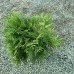 Thuja occidentalis 'Woodwardii'