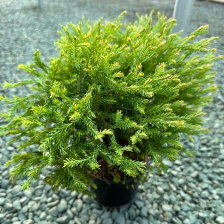 Туя сорт "Golden Tuffet"