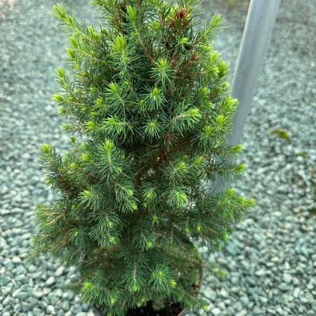 Бял Смърч Коника (Picea abies conica)