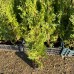 Thuja occidentalis 'Fastigiata'