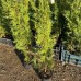 Thuja occidentalis 'Fastigiata'