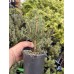 Picea pungens 'Sun on the Sky'®