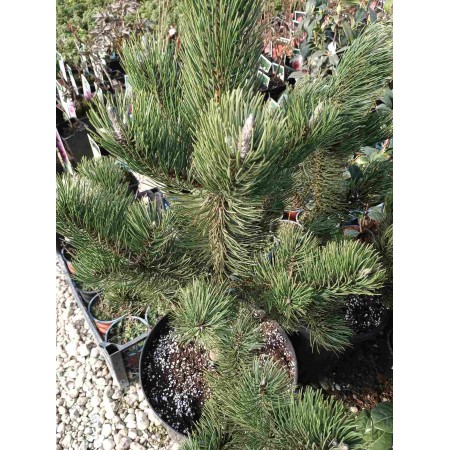 Pinus nigra 'Oregon Green'