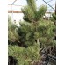 Pinus nigra 'Oregon Green'