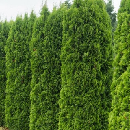 Thuja occidentalis 'Fastigiata'