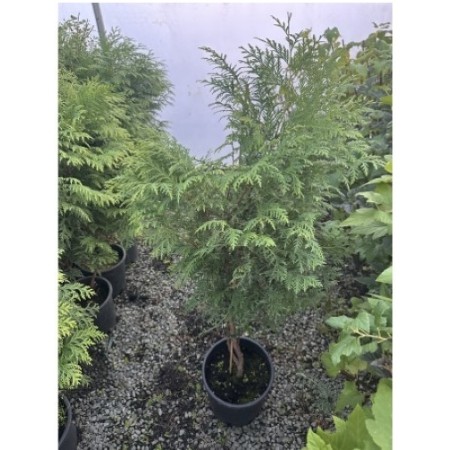 Thuja occidentalis 'Woodwardii'